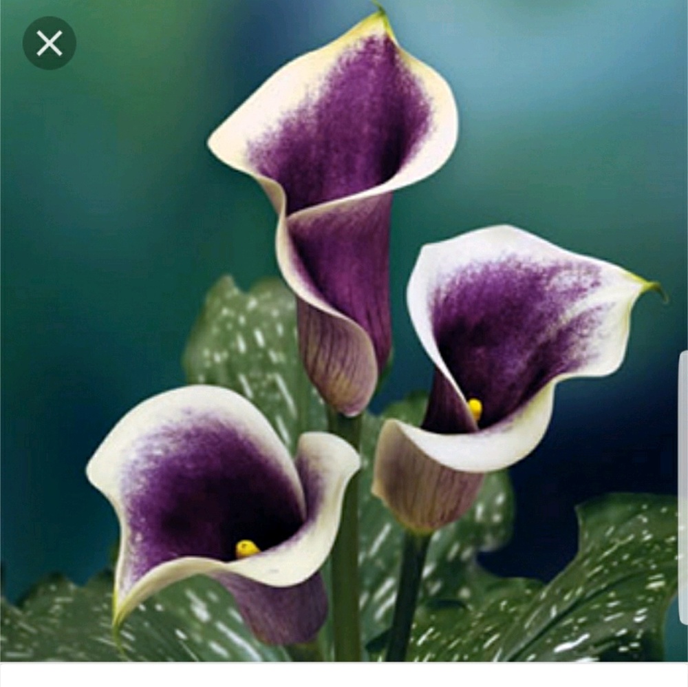 Meet your Posher, Fonda